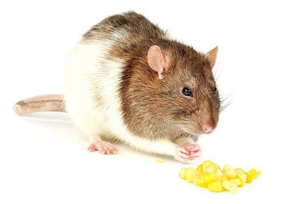 La meilleure nourriture pour rats