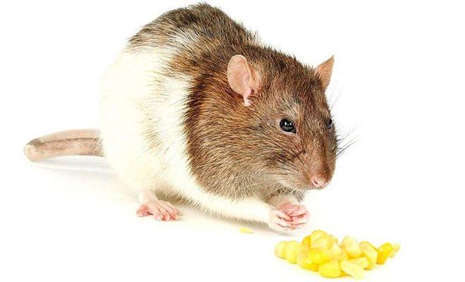 La meilleure nourriture pour rats