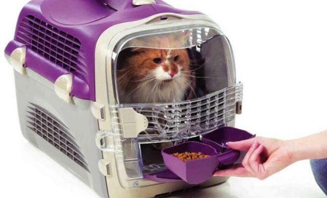 Les meilleurs transporteurs pour chats