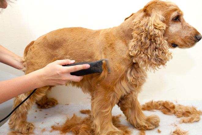 En iyi köpek makası