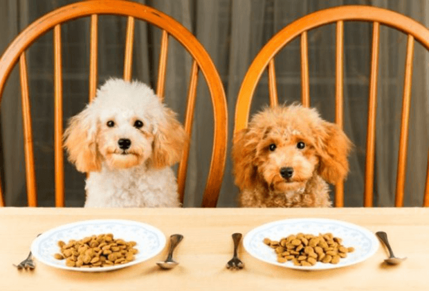 Meilleure nourriture sèche pour chien