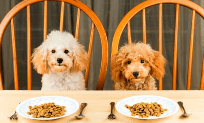 Meilleure nourriture sèche pour chien