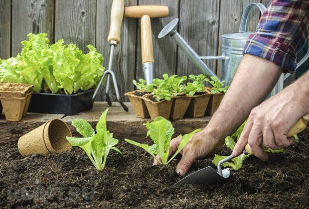 Le meilleur sol pour les plantes