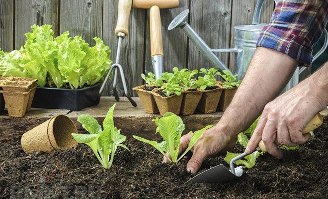 Le meilleur sol pour les plantes