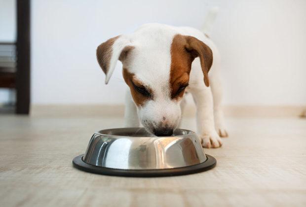 La meilleure nourriture pour chiots