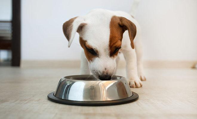 La meilleure nourriture pour chiots