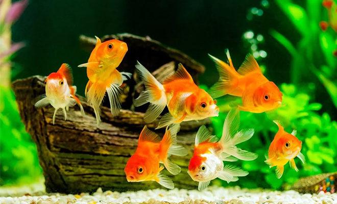 Les meilleurs poissons d'aquarium