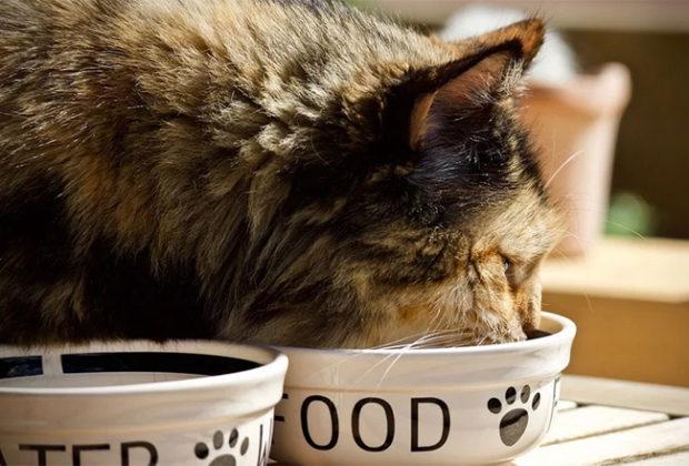 La meilleure nourriture pour les chats stérilisés