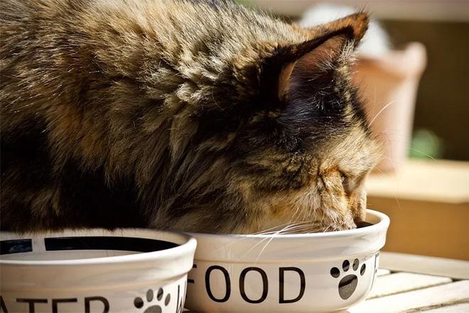 La meilleure nourriture pour les chats stérilisés