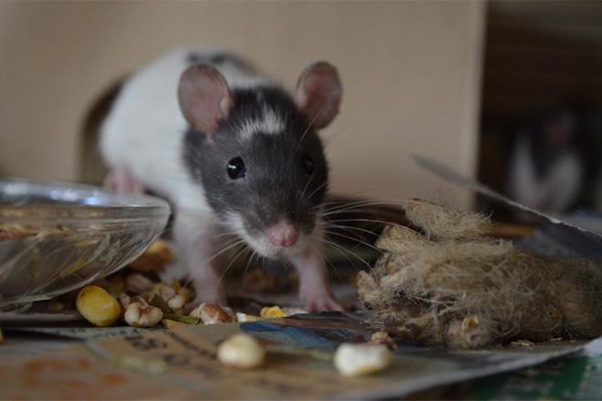 Les meilleurs répulsifs de souris