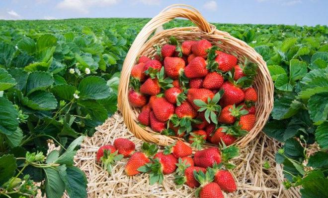 Les meilleures variétés de fraises