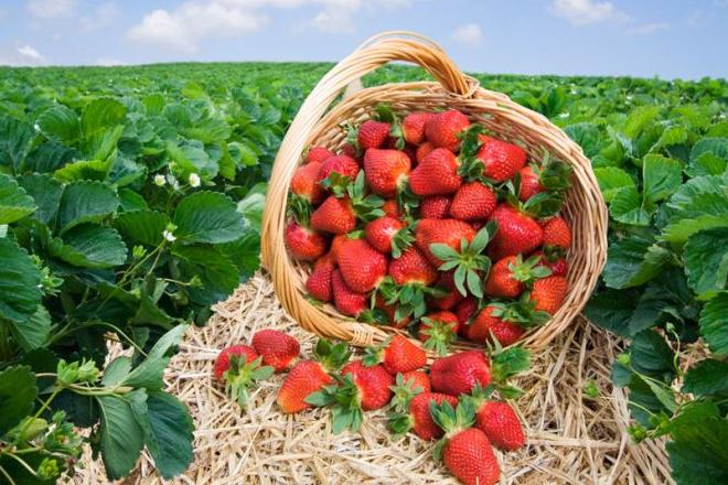 Les meilleures variétés de fraises