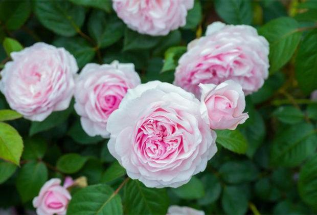 Les meilleures variétés de roses