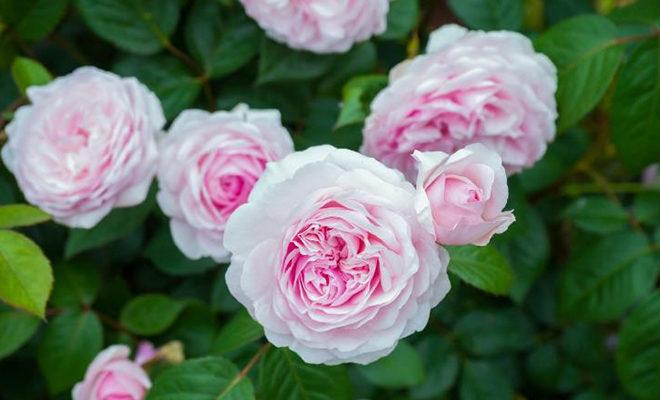 Les meilleures variétés de roses