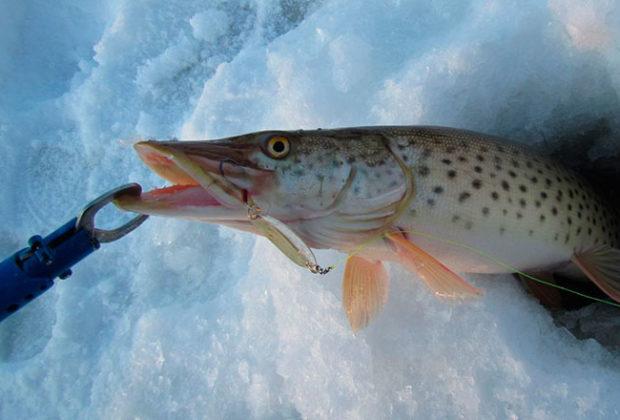 Les meilleurs fileurs pour brochet