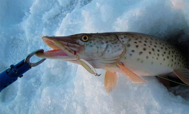 Les meilleurs fileurs pour brochet