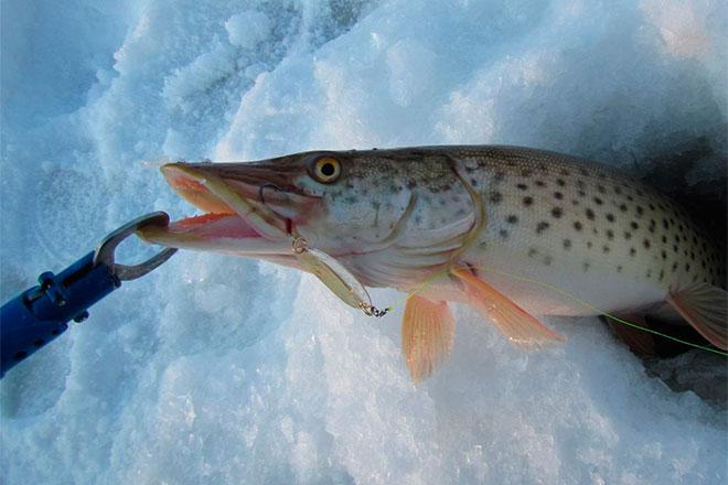 Les meilleurs fileurs pour brochet