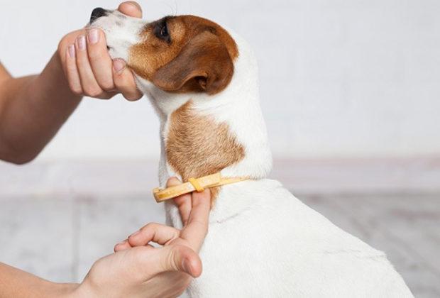 Les meilleurs colliers anti-tiques pour chiens