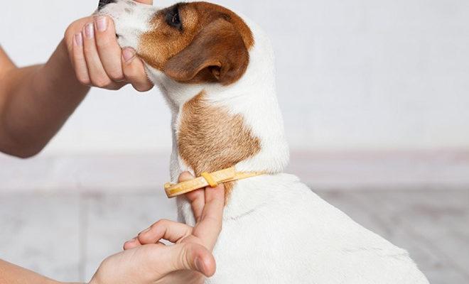 Les meilleurs colliers anti-tiques pour chiens