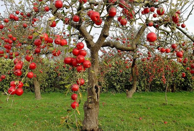 Les meilleures variétés de pommiers