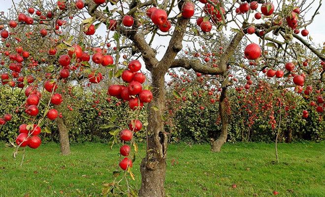 Les meilleures variétés de pommiers