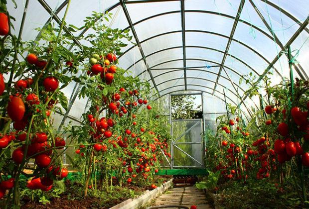 Les meilleures variétés de tomates pour les serres