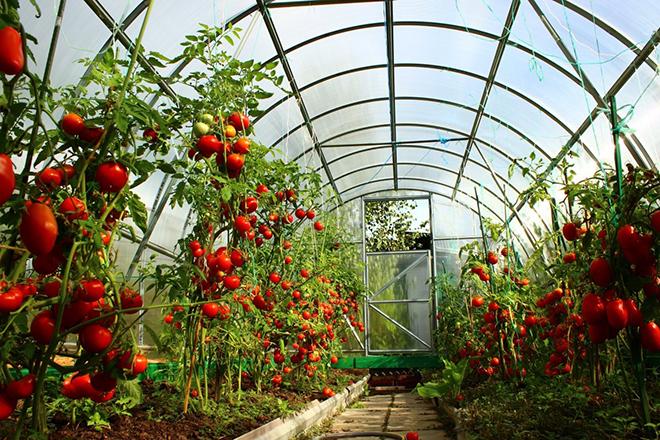 Les meilleures variétés de tomates pour les serres