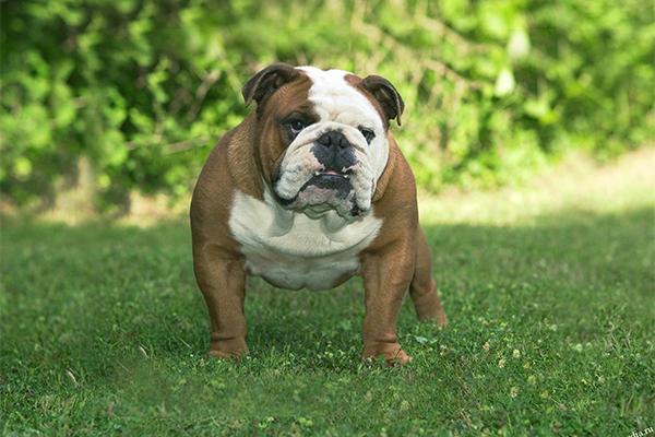 angol bulldog