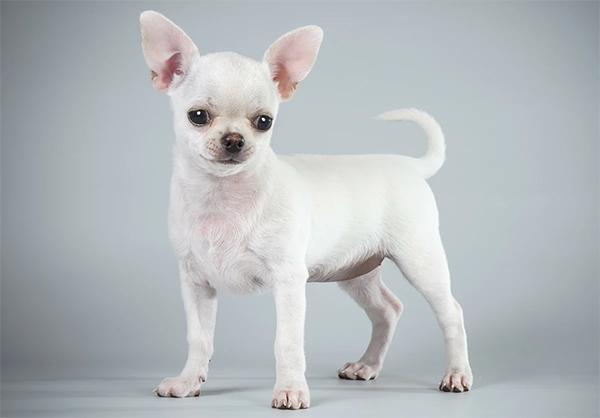 Chihuahua