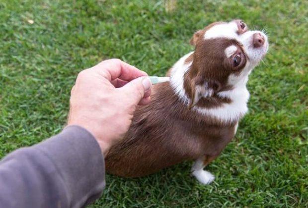 Köpekler için en iyi pire damlaları