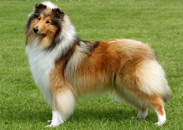 Collie