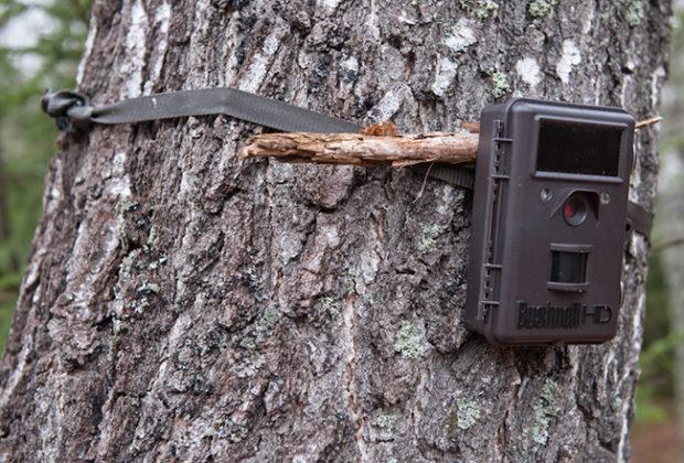 Les meilleurs pièges photographiques pour la chasse