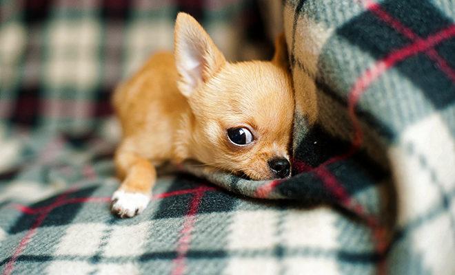 Les meilleurs chiens pour un appartement