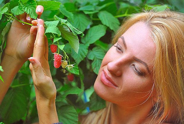 Les meilleures-variétés-framboises