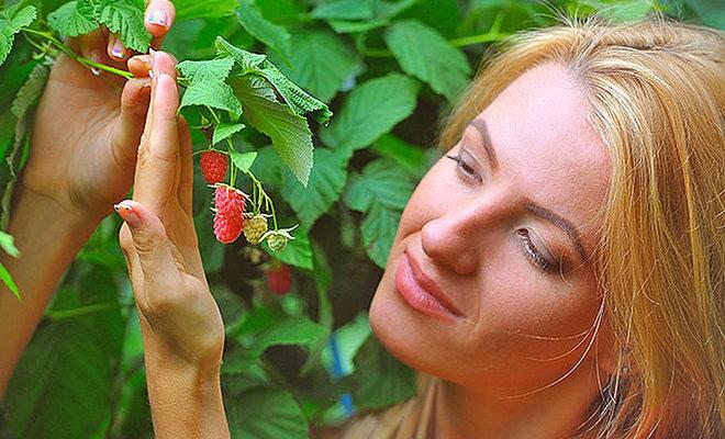 Les meilleures-variétés-framboises