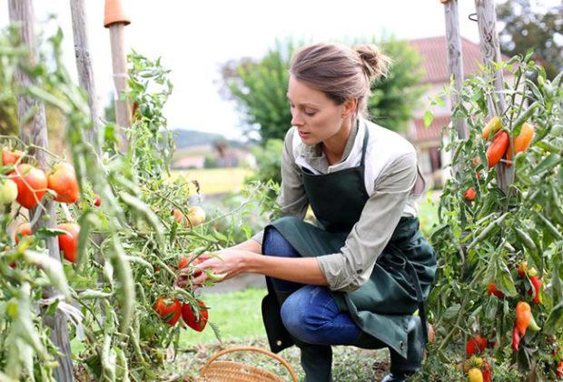 Les meilleures variétés de tomates en pleine terre