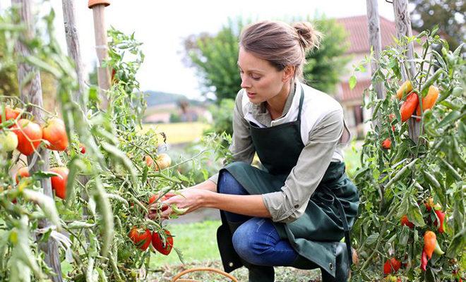 Najlepsze odmiany pomidorów na otwartym terenie