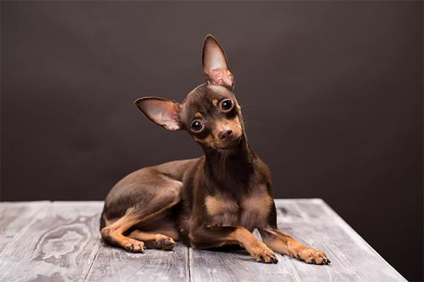 Toy Terrier