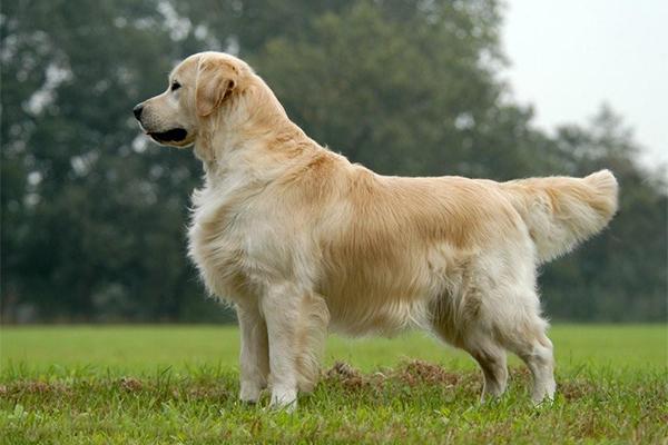 Golden retriever