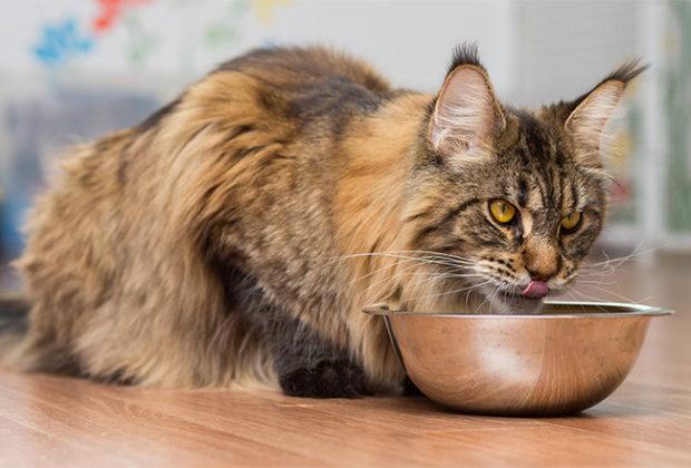 Maine Coons için en iyi yiyecek