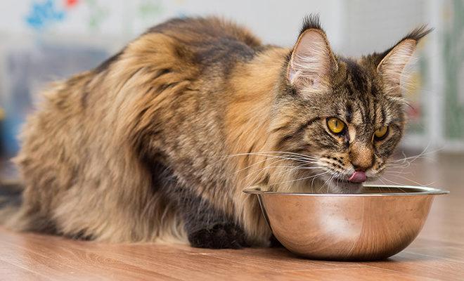 A legjobb étel a Maine Coons számára