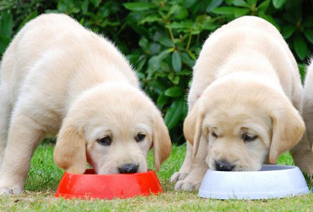 La meilleure nourriture pour un labrador