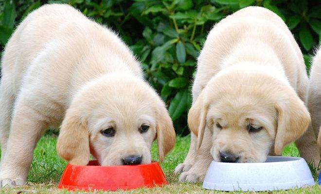 A legjobb étel egy labrador számára