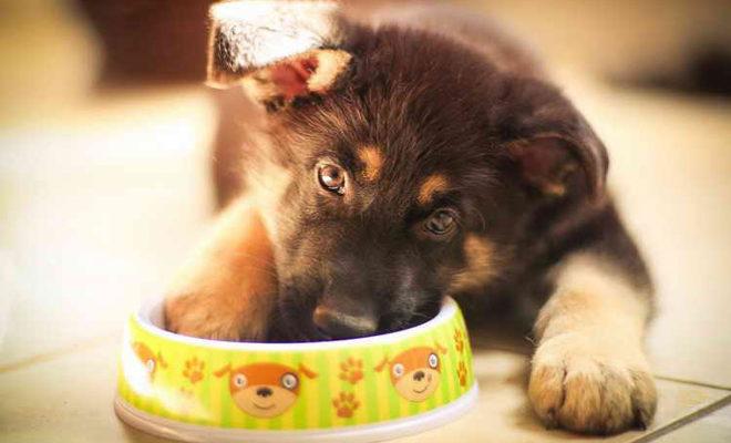 La meilleure nourriture pour un berger