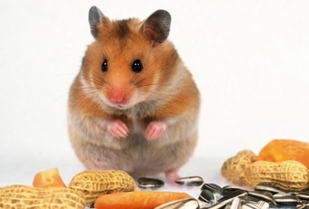 Hamsterler için en iyi yiyecek