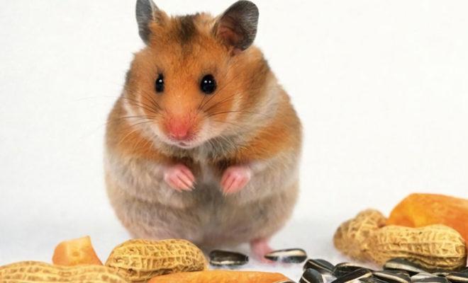 La meilleure nourriture pour hamsters